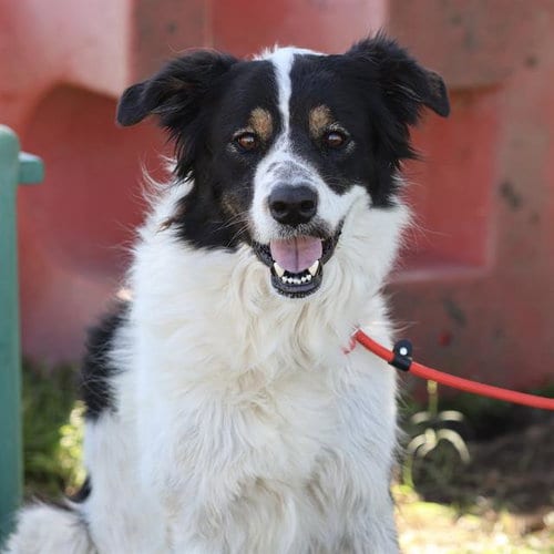 Photo of Checkers, adoptable Australian Shepherd in Modesto, California