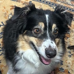 Photo of Poppi, adoptable Australian Shepherd in Overland Park, Kansas