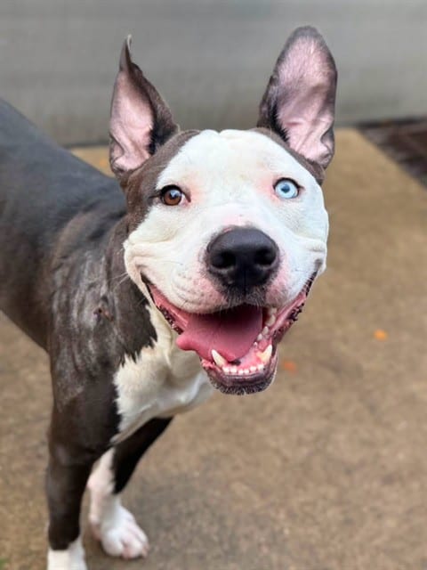 Photo of Sacre Bleu, adoptable American Pit Bull Terrier in Chicago, Illinois