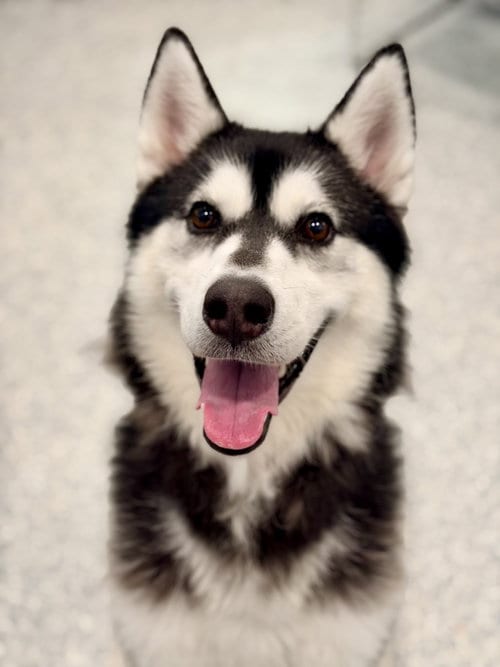 Photo of Crystal, adoptable Siberian Husky in Manahawkin, New Jersey