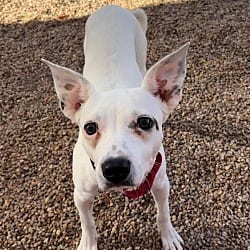 Photo of Diva, adoptable Chihuahua in Fort Collins, Colorado