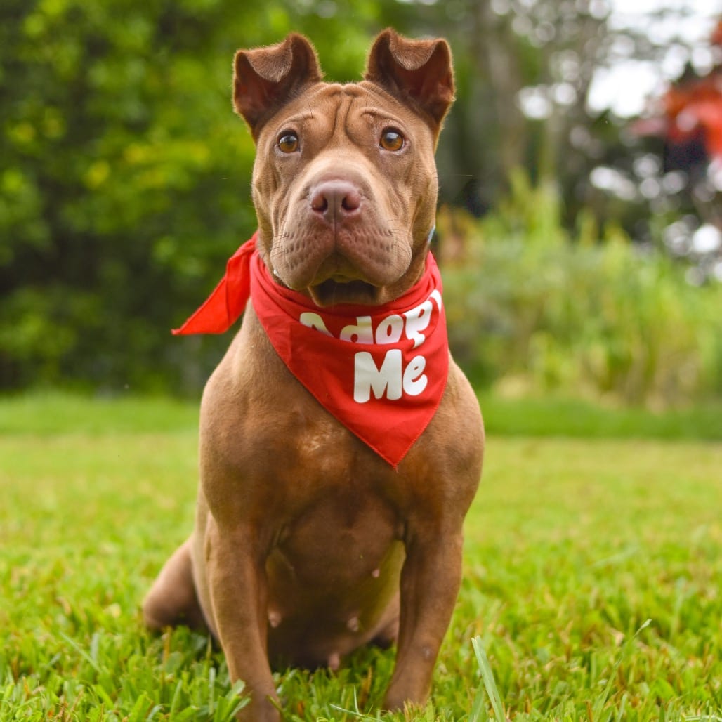 Photo of Dairy Queen, adoptable Mixed Breed (Medium)