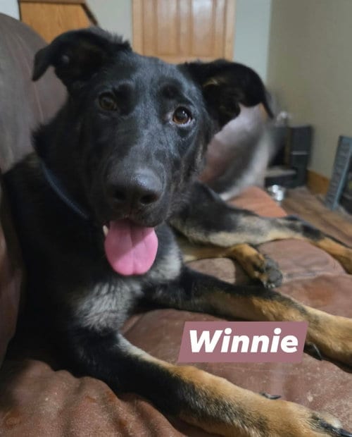 Photo of Winnie, adoptable German Shepherd Dog in Detroit Lakes, Minnesota