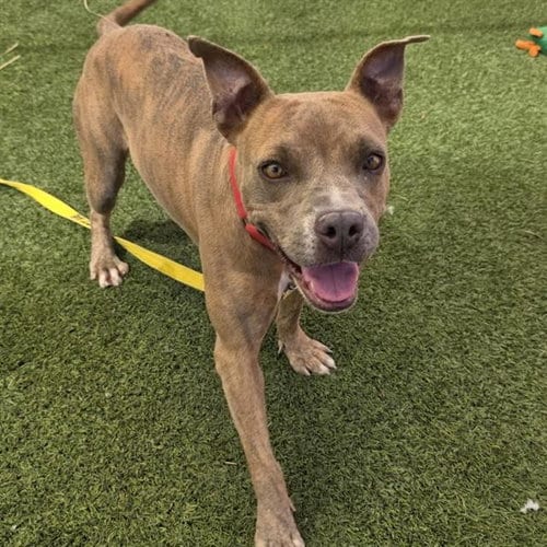 Photo of Titi, adoptable Pit Bull Terrier in Las Vegas, Nevada