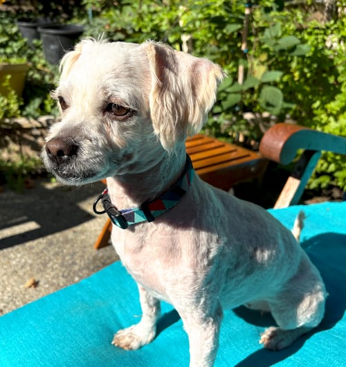 Photo of Mindy, adoptable Poodle (Miniature) in Bellevue, Washington