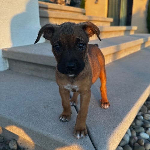 Photo of Cover Girl, adoptable Unknown breed in Rancho Santa Fe, California