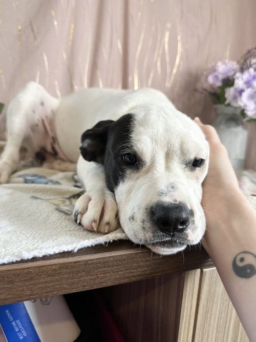 Photo of Acadian, adoptable Black Mouth Cur in Long Beach, Mississippi