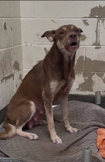 Photo of Roxy, adoptable German Shepherd Dog in Los Angeles, California