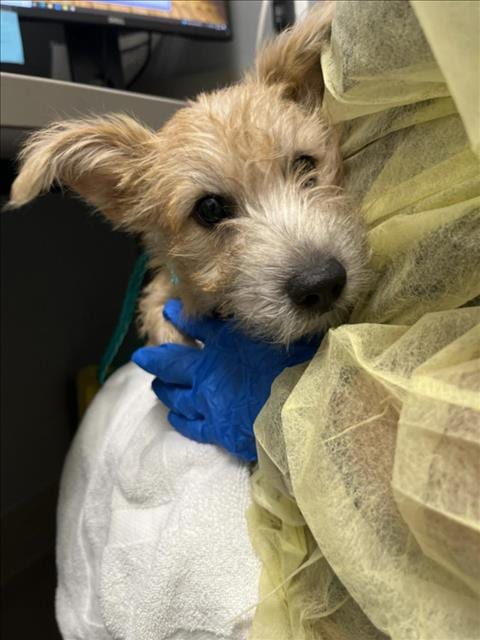Photo of Little Boo, adoptable Terrier in Las Vegas, Nevada