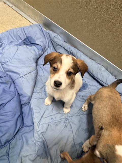 Photo of Star, adoptable Husky in San Antonio, Texas