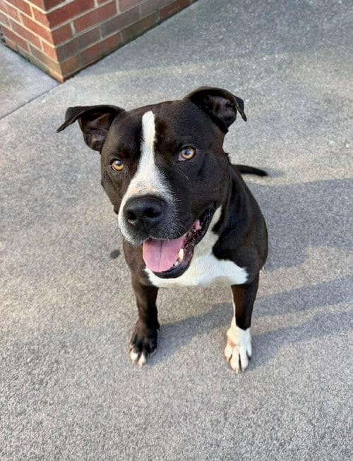 Photo of Dom, adoptable American Pit Bull Terrier in Herndon, Virginia