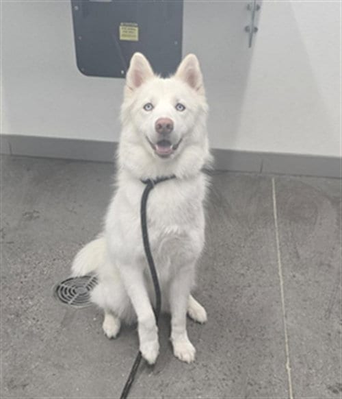 Photo of Snowcone, adoptable Samoyed in Mesa, Arizona