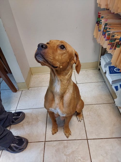 Photo of Katie, adoptable Labrador Retriever in Herndon, Virginia