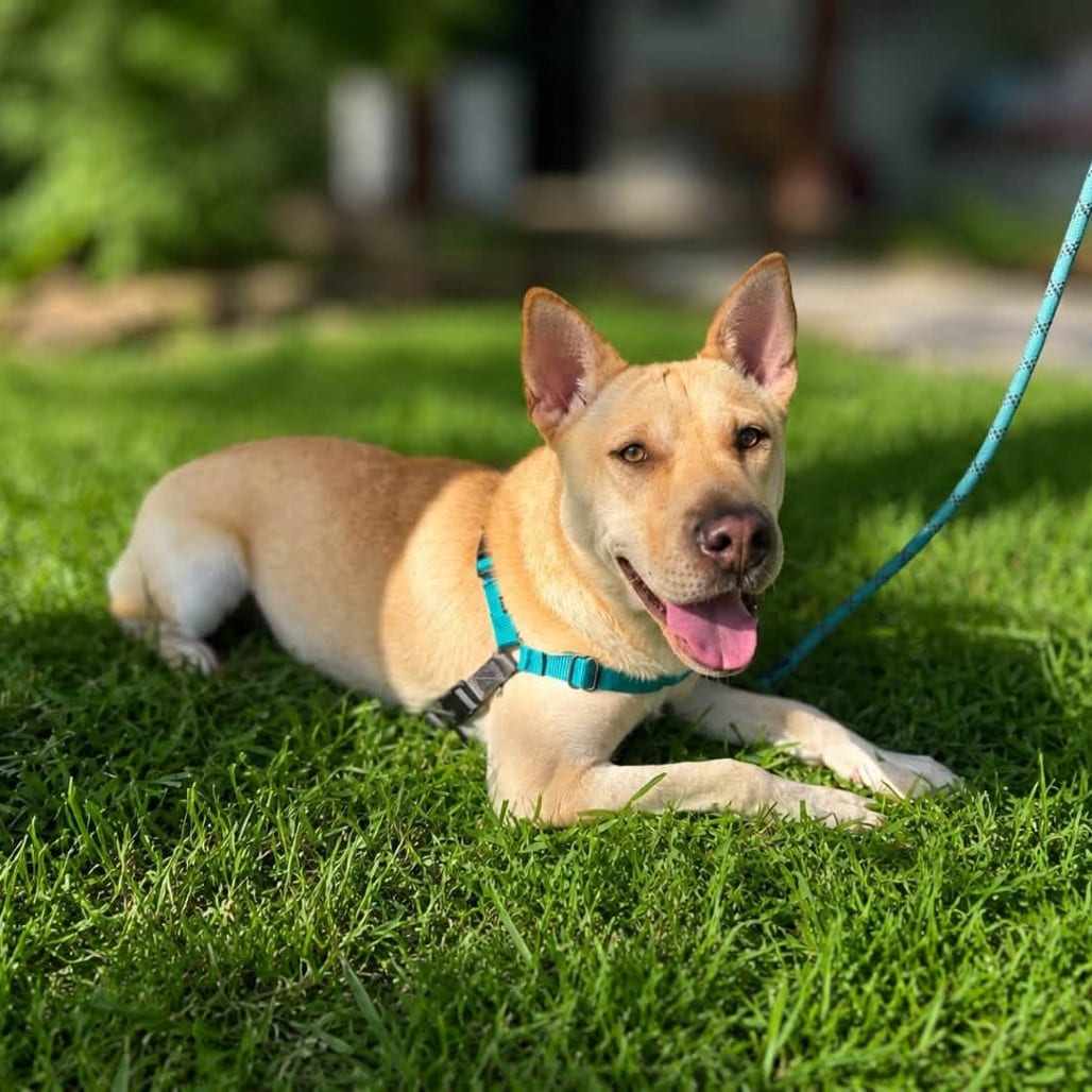 Photo of Junie B, adoptable Chinese Shar-Pei in San Antonio, Texas