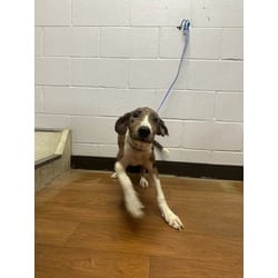 Photo of Juke, adoptable Mixed Breed (Medium) in Baton Rouge, Louisiana