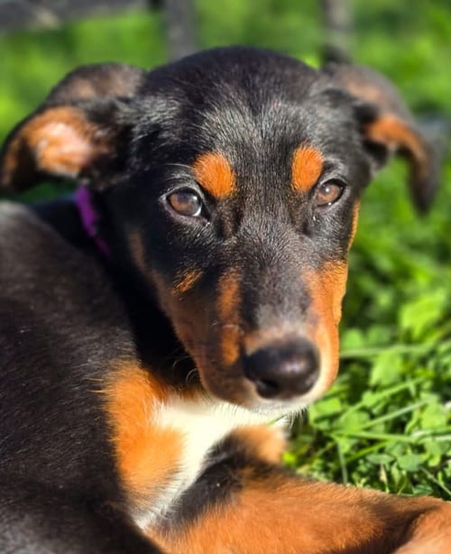 Photo of Blair, adoptable Doberman Pinscher in Buffalo, Minnesota