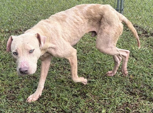 Photo of Scab, adoptable American Pit Bull Terrier in Panama City, Florida