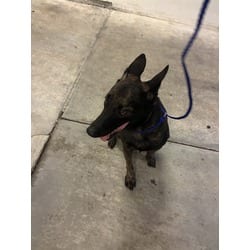 Photo of Jess, adoptable Belgian Malinois in Doral, Florida
