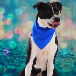 Photo of Bobby JuM, adoptable Spaniel (Unknown Type) Pointer in Hartford, Connecticut