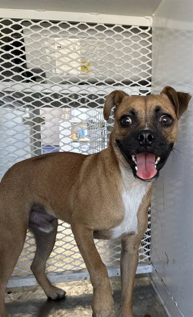 Photo of Tiger, adoptable Pug in Bakersfield, California
