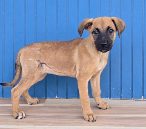 Photo of Mew, adoptable German Shepherd Dog in Sedalia, Colorado