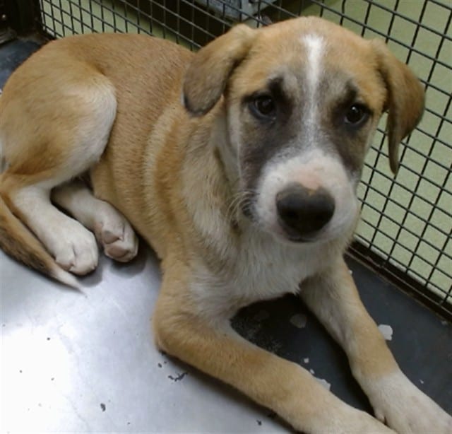 Photo of Senior Shepherd, adoptable Shepherd in Devore, California