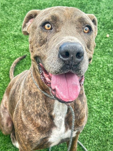 Photo of Tank, adoptable Mastiff in Bakersfield, California