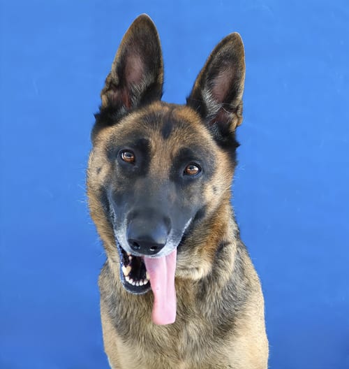 Photo of Lady, adoptable German Shepherd Dog in Pasadena, California