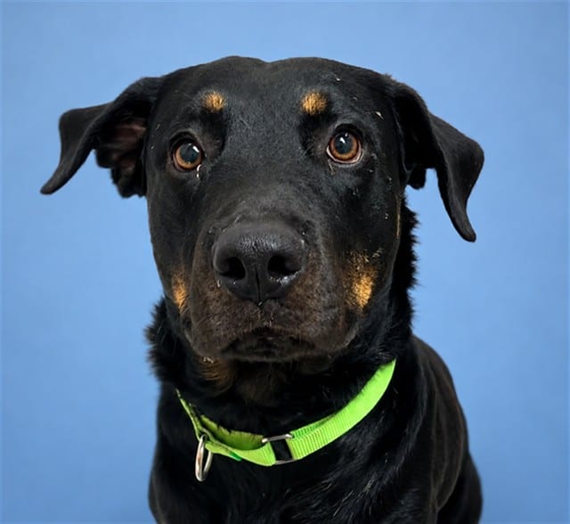 Photo of Kevin, adoptable dog