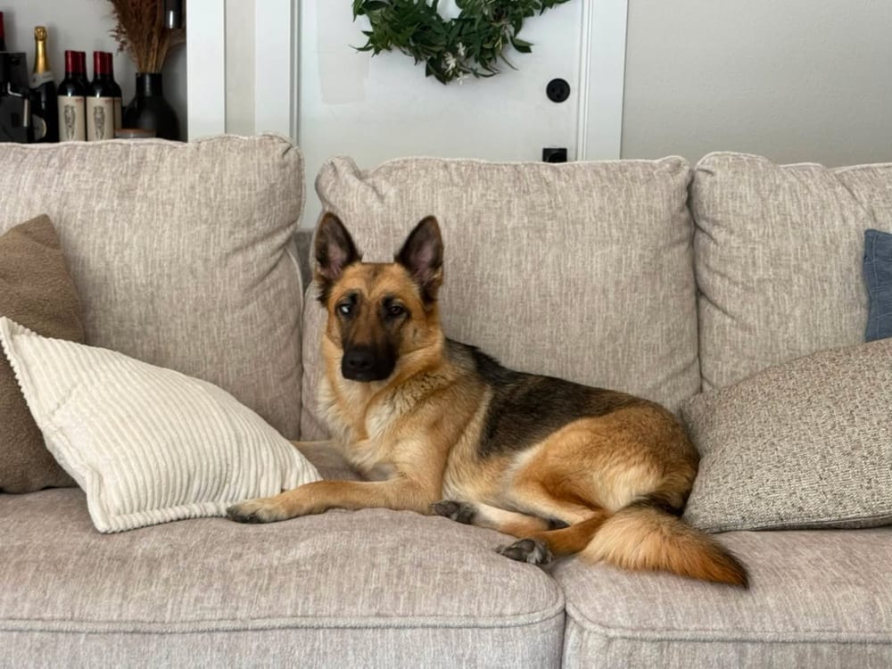 Photo of Mia, adoptable German Shepherd Dog in Dana Point, California