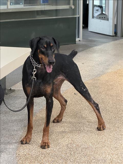 Photo of Diesel, adoptable Doberman Pinscher in Los Angeles, California