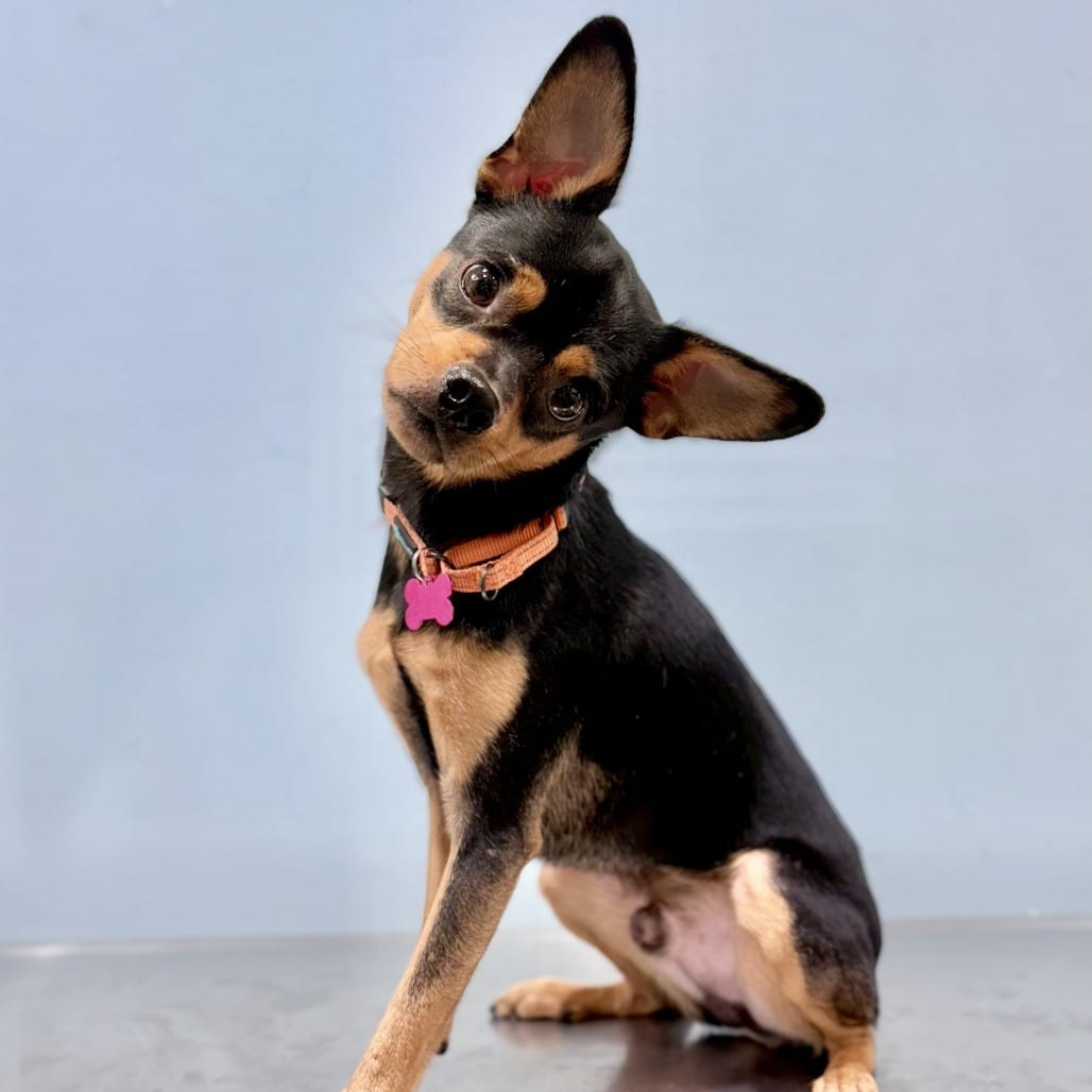Photo of Godfrey, adoptable Chihuahua / Pinscher, Miniature in Portland, Oregon