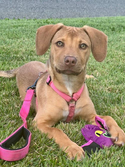 Photo of Butterscotch, adoptable Hound in Mount Laurel, New Jersey