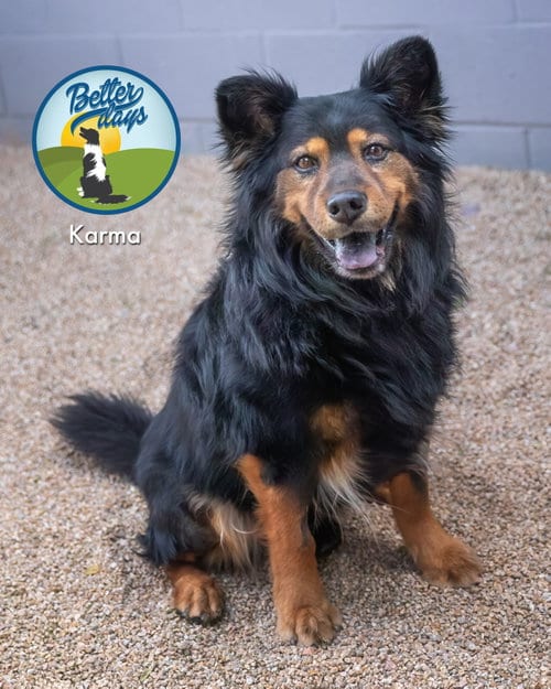 Photo of Karma, adoptable Australian Shepherd in Scottsdale, Arizona