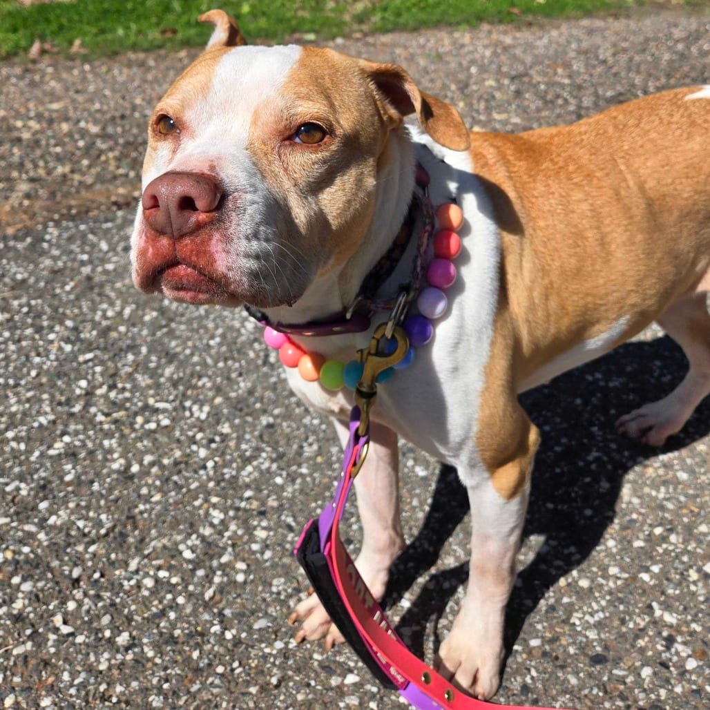 Photo of Pippi, adoptable Terrier, Pit Bull in California, California