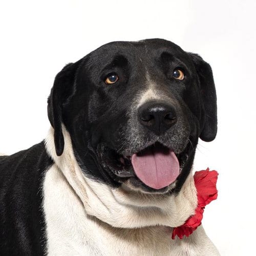 Photo of Gloria, adoptable Pit Bull Terrier in Santa Maria, California