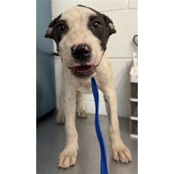 Photo of Montgomery Boop, adoptable American Pit Bull Terrier in San Bernardino, California