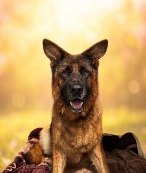 Photo of Molly, adoptable German Shepherd Dog in San Pedro, California