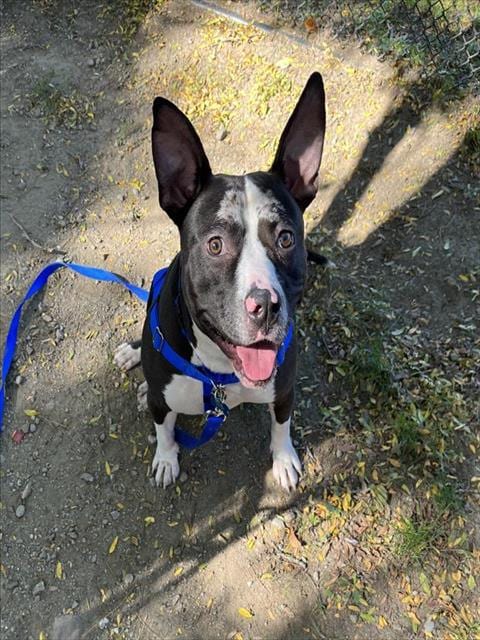 Photo of Messi, adoptable Pit Bull Terrier in Boston, Massachusetts