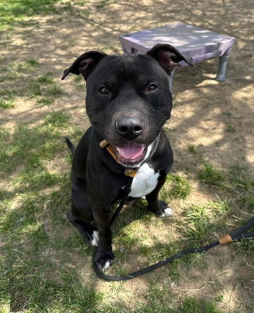 Photo of Cheeseburger, adoptable Pit Bull Terrier in Evansville, Indiana