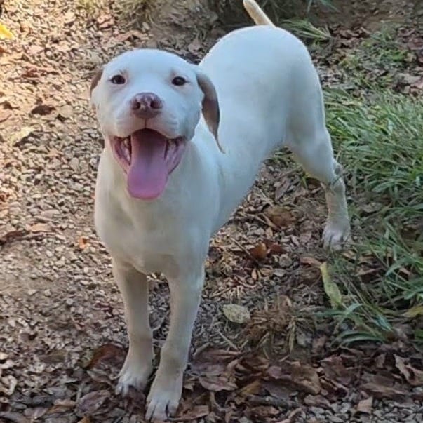 Photo of Alex (Lola Pup 2), adoptable Hound / Mix
