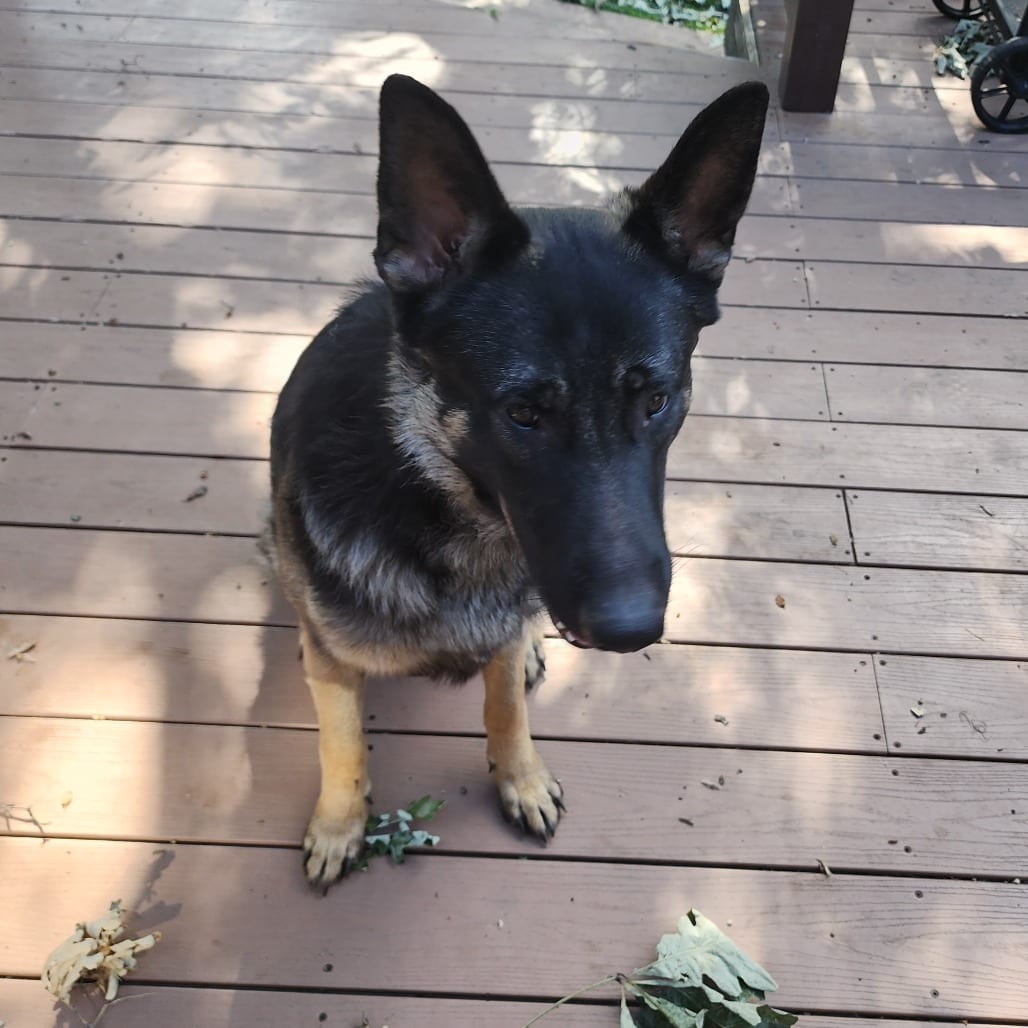Photo of Odie - Home to Home, adoptable Shepherd, German in South Elgin, Illinois
