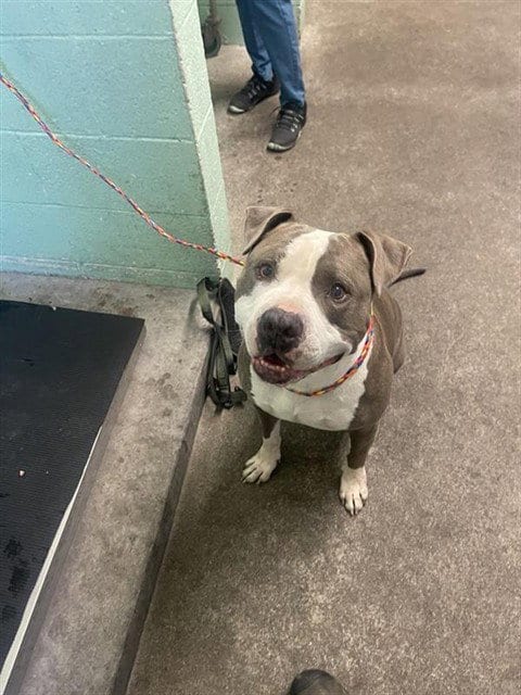 Photo of Mullet, adoptable Pit Bull Terrier in Sacramento, California