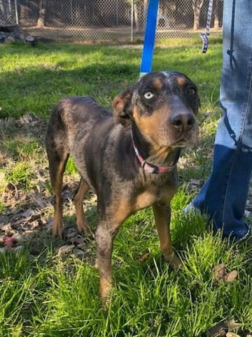 Photo of Tommilyn, adoptable Catahoula Leopard Dog in Sheridan, Texas