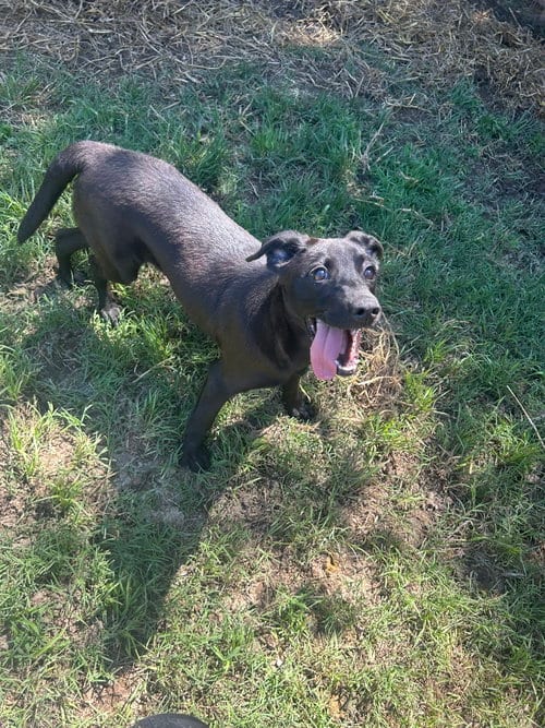 Photo of Tammy, adoptable Labrador Retriever in Jackson, Mississippi