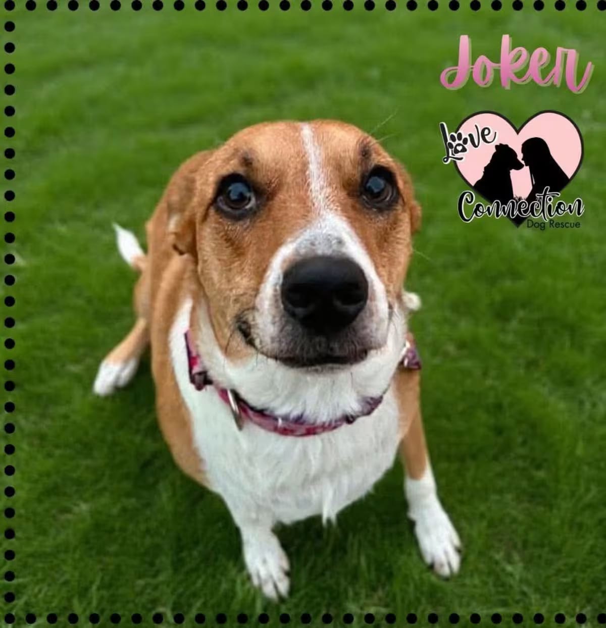 Photo of Joker, adoptable Australian Shepherd in Gilbert, Arizona