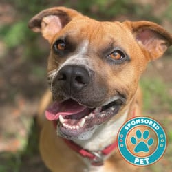 Photo of Roscoe, adoptable Black Mouth Cur American Pit Bull Terrier in Lakeland, Florida