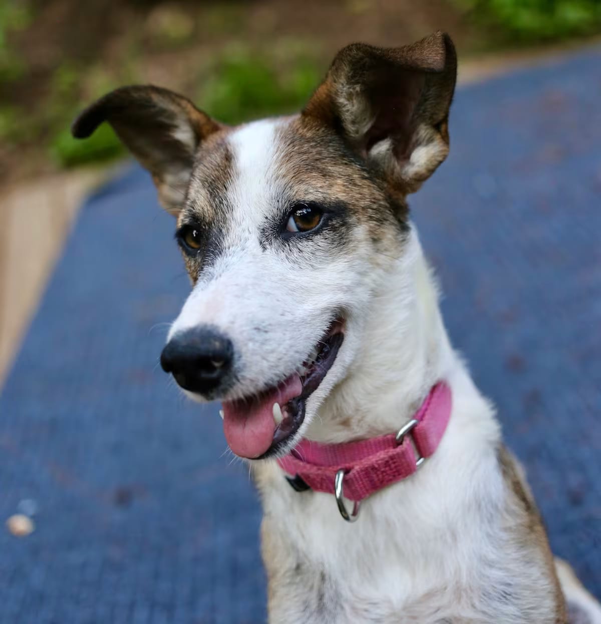 Photo of Lucy, adoptable Great Pyrenees/Husky in Johnston, Rhode Island