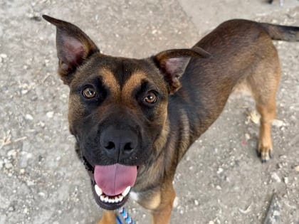 Photo of Gizmo, adoptable dog in Georgetown, Texas