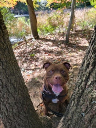 Photo of June, adoptable Terrier, American Staffordshire/Mix in Annapolis, Maryland